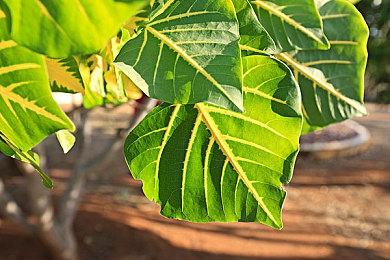 像素肉鸽游戏《Into the Necrovale》发布新预告